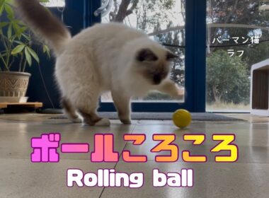 バーマン猫ラフ【ボールころころ】Rolling ball（バーマン猫）Birman/Cat