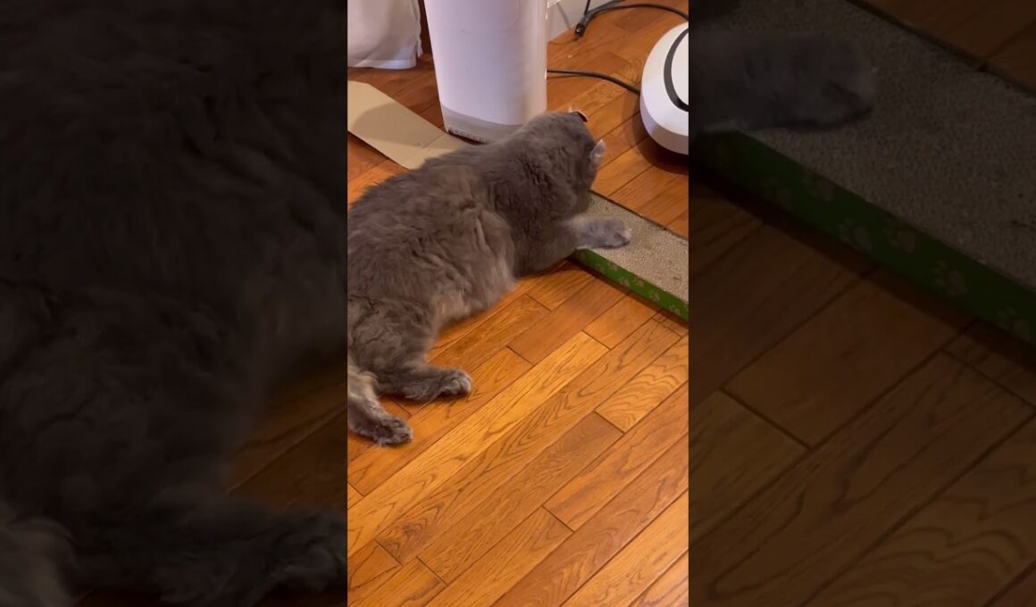 最高 #ねこ動画 #アメリカンカール