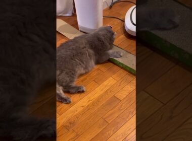 最高 #ねこ動画 #アメリカンカール