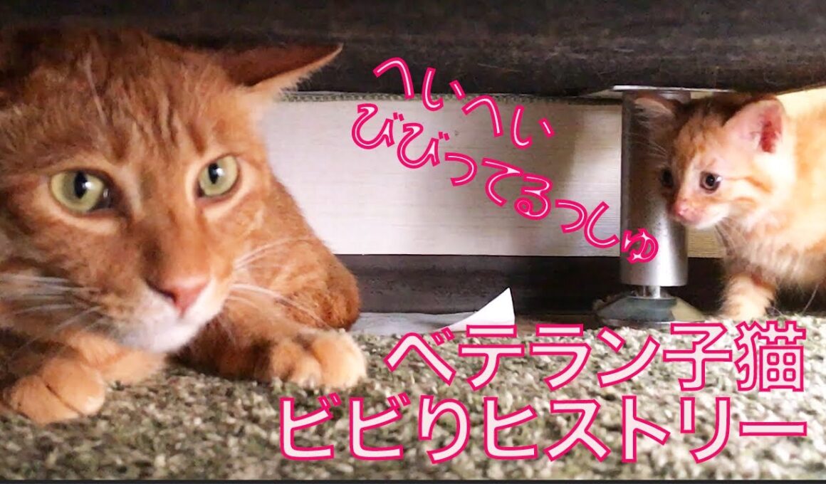チキンなベテラン子猫、10年のビビりヒストリー　The history of the scaredy-cat "Sango"