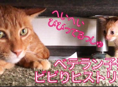 チキンなベテラン子猫、10年のビビりヒストリー　The history of the scaredy-cat "Sango"