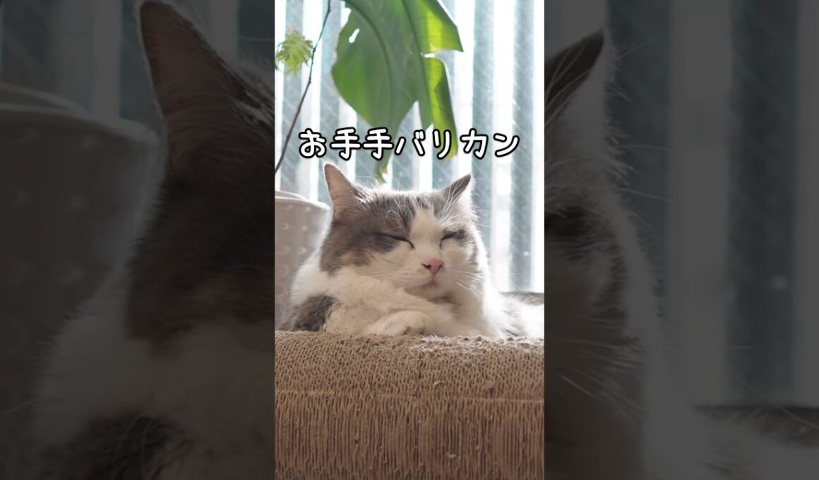 【猫ショート】バリカンされるマンチカンの反応がこちら💁