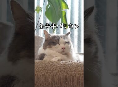【猫ショート】バリカンされるマンチカンの反応がこちら💁