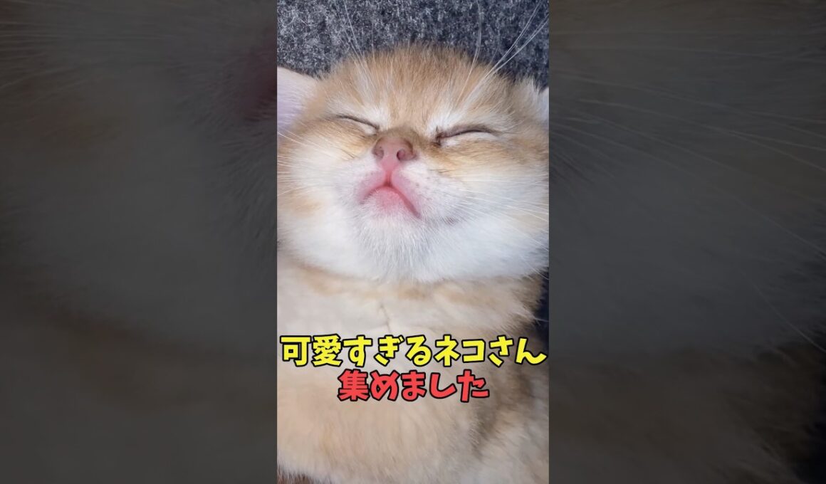 絶対秒で浄化される猫映像#猫　#猫のいる暮らし　#猫動画　#ねこ　#可愛い　#かわいい　#可愛すぎる　#2ch　#癒し　#ペット　#動物　#2ch 　#shorts