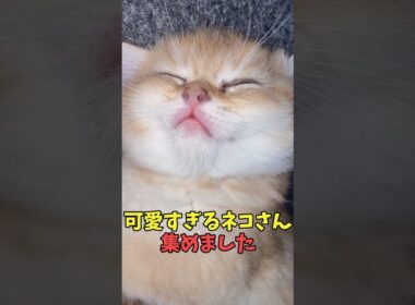 絶対秒で浄化される猫映像#猫　#猫のいる暮らし　#猫動画　#ねこ　#可愛い　#かわいい　#可愛すぎる　#2ch　#癒し　#ペット　#動物　#2ch 　#shorts