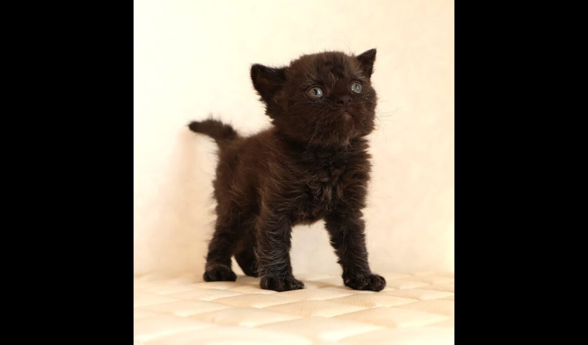 セルカークレックス子猫　Selkirk Rex　2025.12.4産まれ　　ブラック　黒猫　巻き毛　男の子　シーダキャット猫のお店