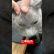 仕事始まったよ猫#ロシアンブルー #猫