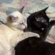 シャムの子ネコ雫「三毛猫ミックスにナメナメしてもらい、いいな、黒猫の黒夢」と、黒夢の肩を叩くw