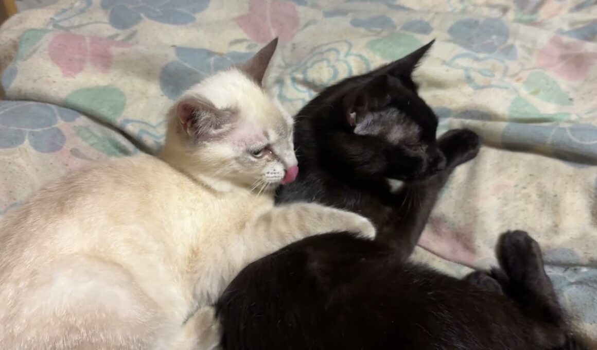 シャムの子ネコ雫「三毛猫ミックスにナメナメしてもらい、いいな、黒猫の黒夢」と、黒夢の肩を叩くw