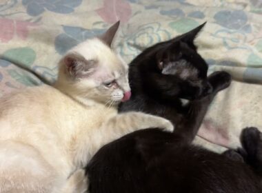 シャムの子ネコ雫「三毛猫ミックスにナメナメしてもらい、いいな、黒猫の黒夢」と、黒夢の肩を叩くw