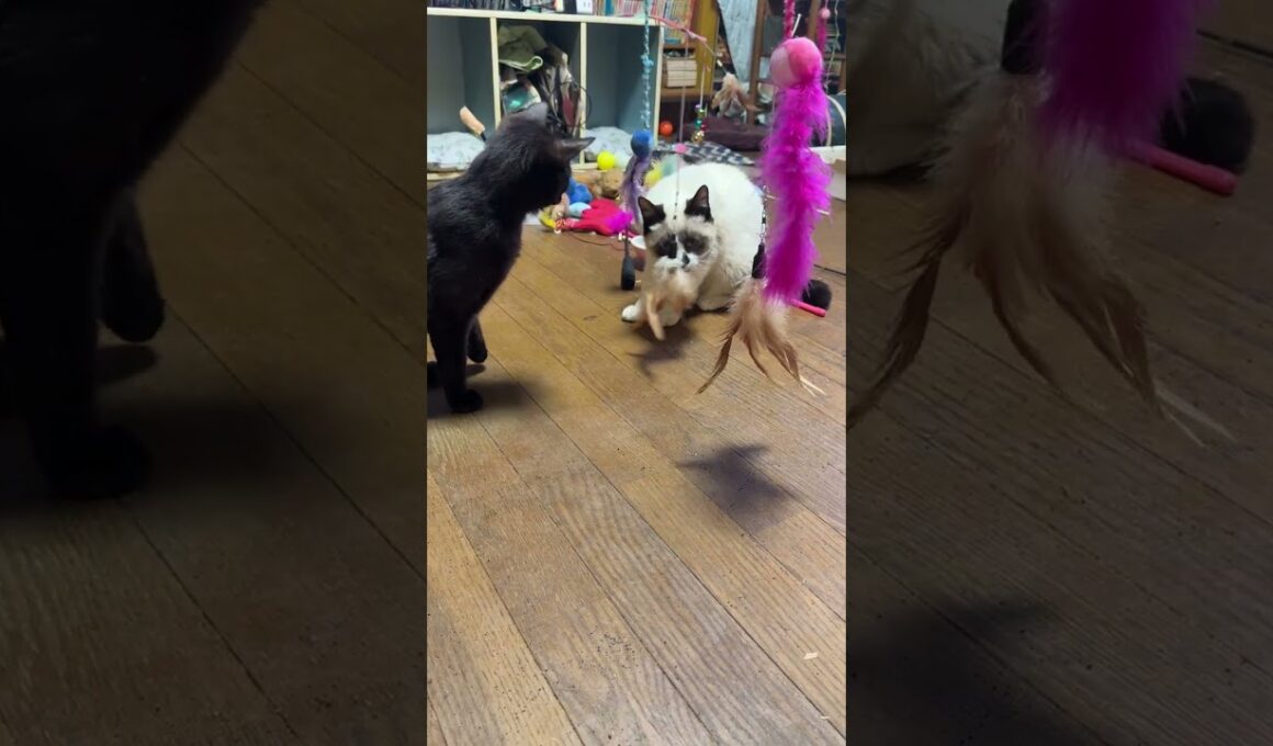 シャムの雫、パンダと黒猫くー、黒夢。ネコジャラシのナイアガラだよ