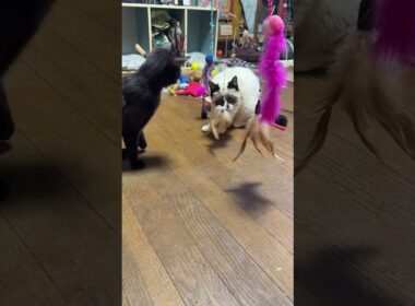 シャムの雫、パンダと黒猫くー、黒夢。ネコジャラシのナイアガラだよ