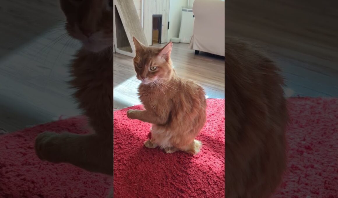 招くソマリのケンタ