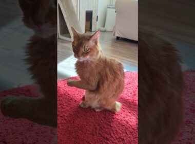 招くソマリのケンタ