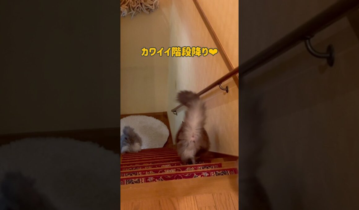カワイイ階段降り💖 #ノルウェージャンフォレストキャット #ターキッシュアンゴラ #cat #ねこ #shorts