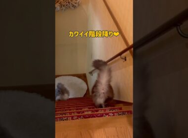 カワイイ階段降り💖 #ノルウェージャンフォレストキャット #ターキッシュアンゴラ #cat #ねこ #shorts