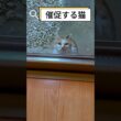 ご飯の催促が凄い猫家族w #shorts#保護子猫 #子ネコ #保護猫 #三毛猫家族 #兄弟猫 #三毛猫親子