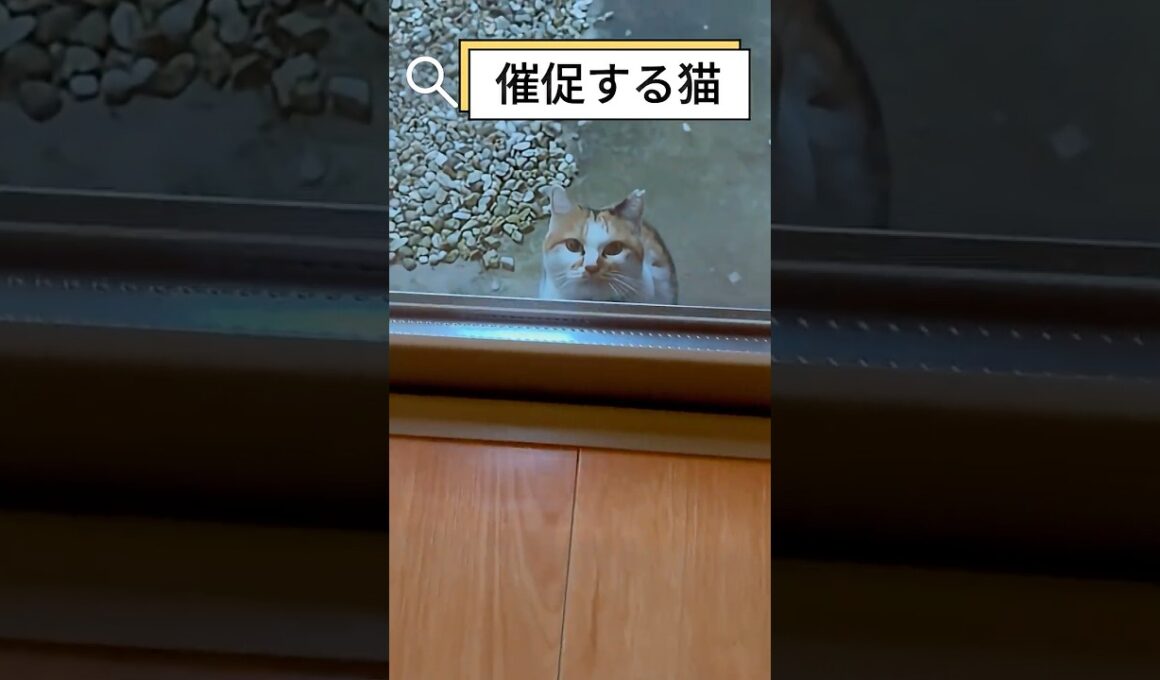 ご飯の催促が凄い猫家族w #shorts#保護子猫 #子ネコ #保護猫 #三毛猫家族 #兄弟猫 #三毛猫親子