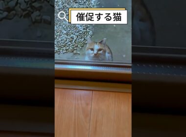ご飯の催促が凄い猫家族w #shorts#保護子猫 #子ネコ #保護猫 #三毛猫家族 #兄弟猫 #三毛猫親子