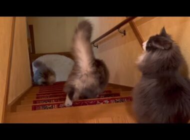 【階段降り‼︎】毎朝一緒に階段を降りてくれるもふ猫たちwwwノルウェージャンフォレストキャットとターキッシュアンゴラ