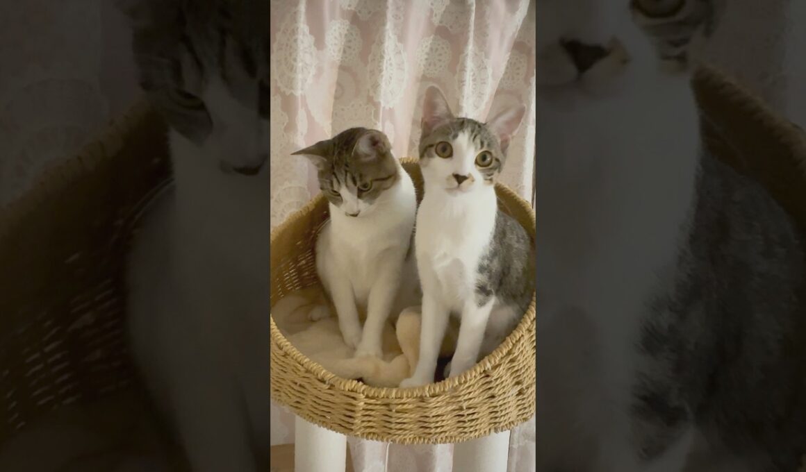 5ヶ月の保護子猫(VSD心室中隔欠損症)のクラウドファンディングご支援募集中🐱 #shorts  #子猫動画 #保護子猫