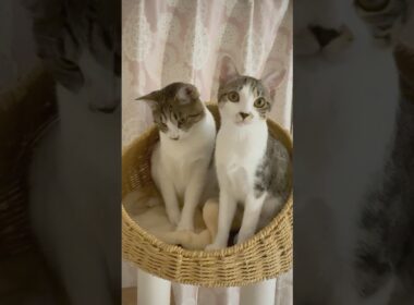 5ヶ月の保護子猫(VSD心室中隔欠損症)のクラウドファンディングご支援募集中🐱 #shorts  #子猫動画 #保護子猫