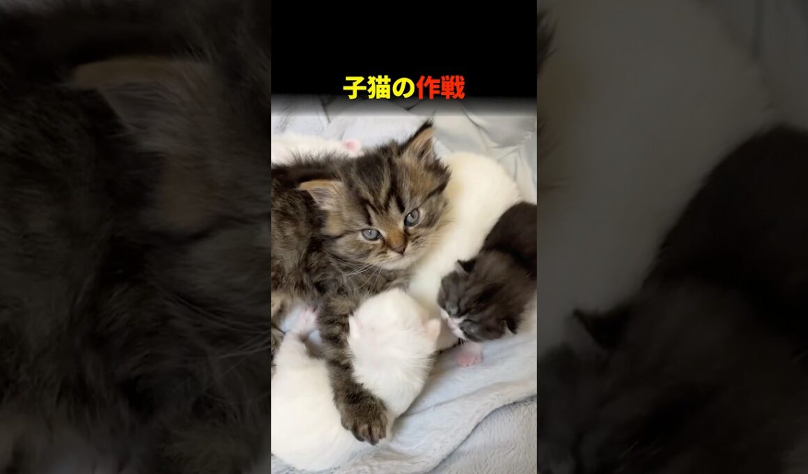 子猫の作戦