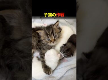 子猫の作戦