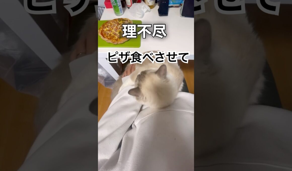 焼き立てピザ食べたいのに猫に邪魔される#猫 #cat #ラグドール #子猫