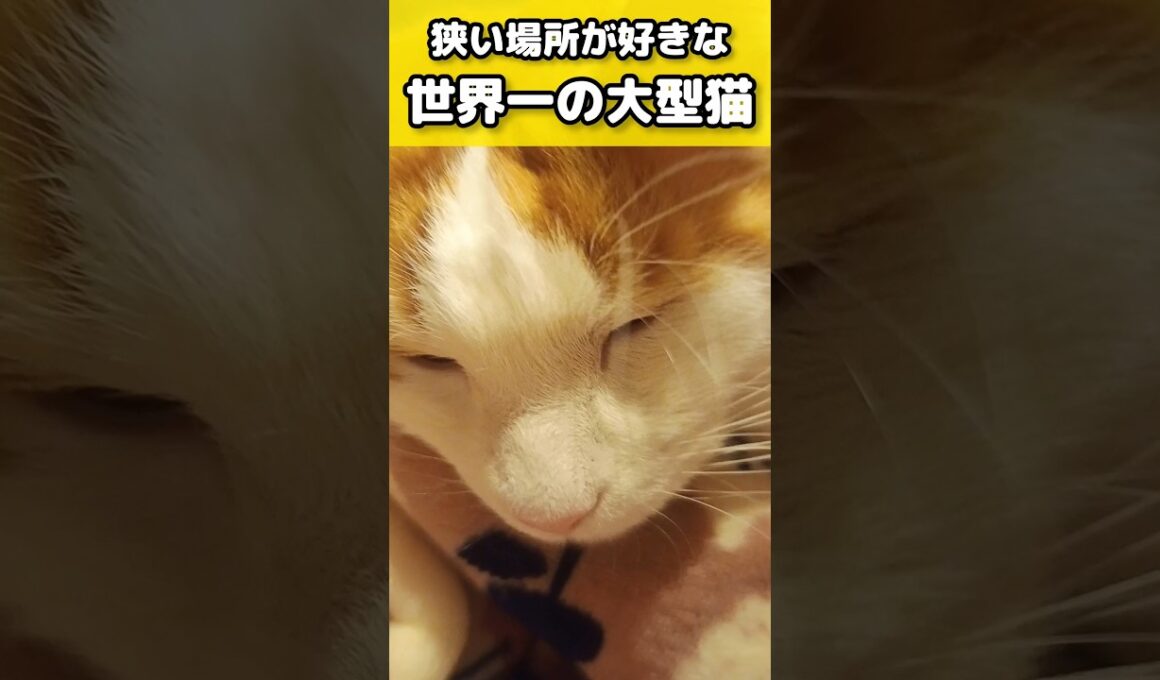 デカいけど狭いとこ好き #メインクーン #ノルウェージャンフォレストキャット #サイベリアン #大型猫 #猫のいる暮らし #shorts #cat #mainecoon #catshorts​