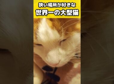 デカいけど狭いとこ好き #メインクーン #ノルウェージャンフォレストキャット #サイベリアン #大型猫 #猫のいる暮らし #shorts #cat #mainecoon #catshorts​