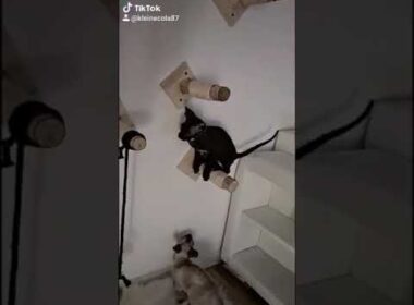 Cornish Rex Kittens!!!