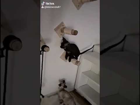 Cornish Rex Kittens!!!