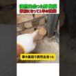 偶然出会った赤ちゃん野良猫！家族になって1年のとんでも成長記録！　 #ねこ #子猫 #ねこのいる生活 #子ネコ #面白い #ねこ好きさんとつながりたい #cat #猫 #ねこのいる暮らし #猫動画