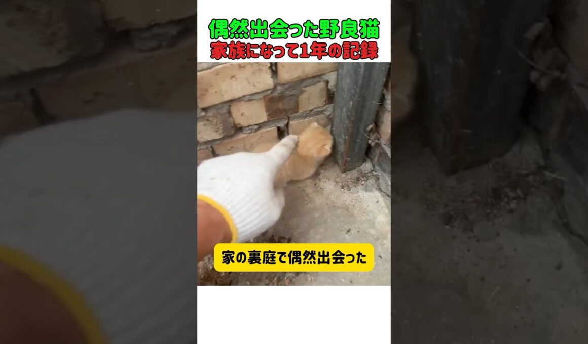 偶然出会った赤ちゃん野良猫！家族になって1年のとんでも成長記録！　 #ねこ #子猫 #ねこのいる生活 #子ネコ #面白い #ねこ好きさんとつながりたい #cat #猫 #ねこのいる暮らし #猫動画