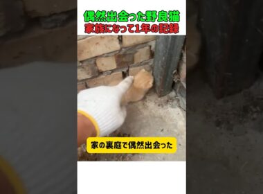 偶然出会った赤ちゃん野良猫！家族になって1年のとんでも成長記録！　 #ねこ #子猫 #ねこのいる生活 #子ネコ #面白い #ねこ好きさんとつながりたい #cat #猫 #ねこのいる暮らし #猫動画