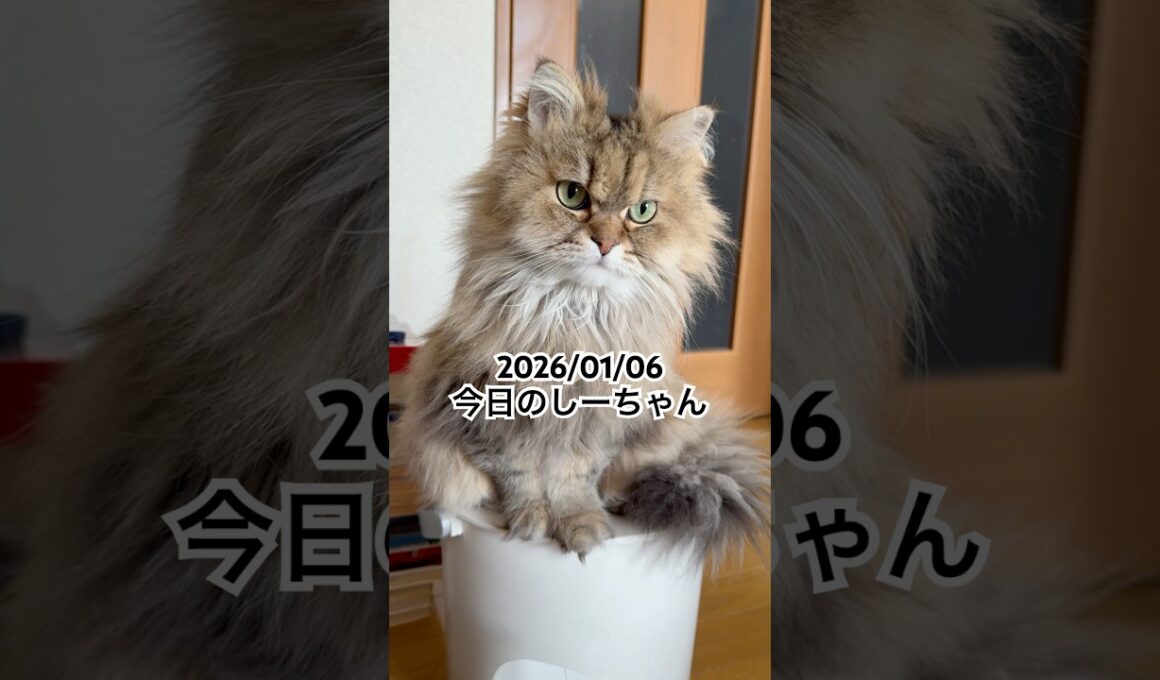 2026/01/06今日のしーちゃん #猫 #ペルシャ #シエル #cat #猫のいる暮らし