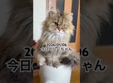 2026/01/06今日のしーちゃん #猫 #ペルシャ #シエル #cat #猫のいる暮らし