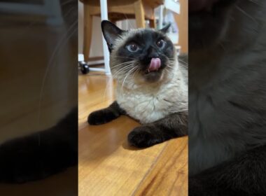 【2026.01.06】今日のシャム猫のふくさん（音無し）【たぬき猫】 #shorts