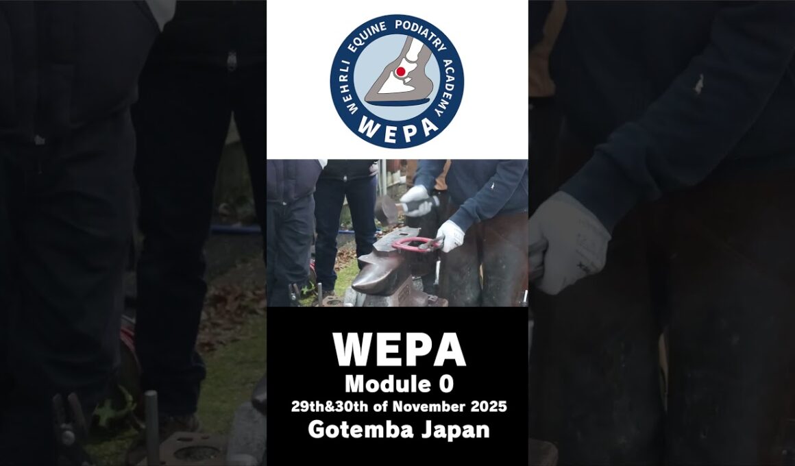 WEPA module 0 in Japan#horse #馬 #farrier #装蹄 #競馬 #乗馬 #ファンファーレ
