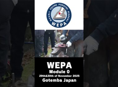 WEPA module 0 in Japan#horse #馬 #farrier #装蹄 #競馬 #乗馬 #ファンファーレ