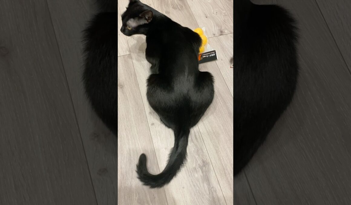 しっぽでお返事黒猫ボンベイ　#子猫 #cat #ねこ #ねこのいる生活 #ねこのいる暮らし #ねこ動画 #猫 #猫好きさんと繋がりたい #かわいい #癒やし