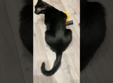 しっぽでお返事黒猫ボンベイ　#子猫 #cat #ねこ #ねこのいる生活 #ねこのいる暮らし #ねこ動画 #猫 #猫好きさんと繋がりたい #かわいい #癒やし