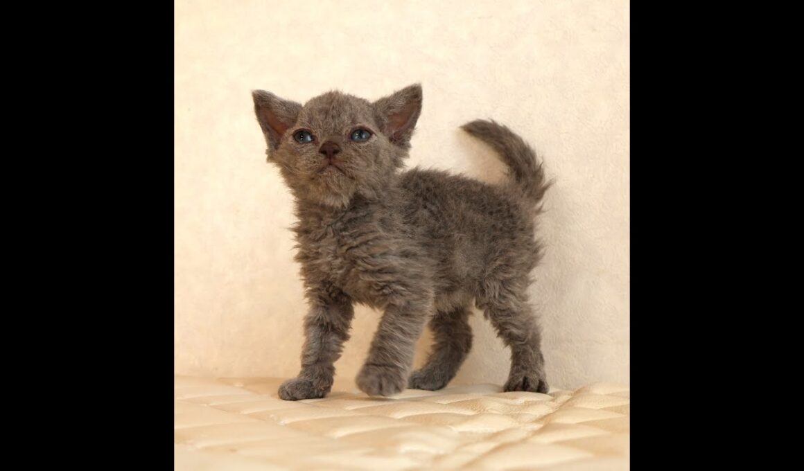 セルカークレックス子猫　Selkirk Rex　2025.12.4産まれ　ブルー　巻き毛　女の子　シーダキャット猫のお店