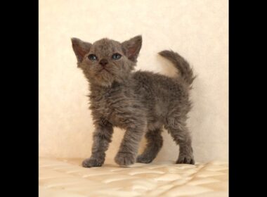 セルカークレックス子猫　Selkirk Rex　2025.12.4産まれ　ブルー　巻き毛　女の子　シーダキャット猫のお店