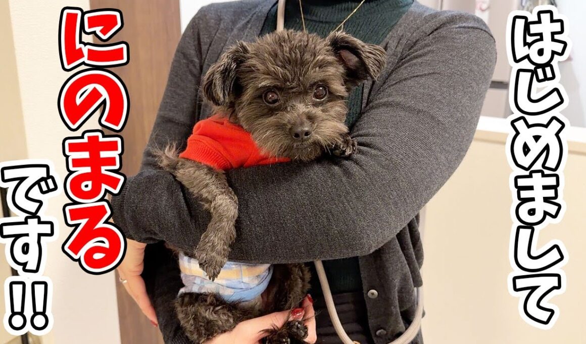 保護犬と子猫を初めて対面させてみたら、まさかのこうなった…！