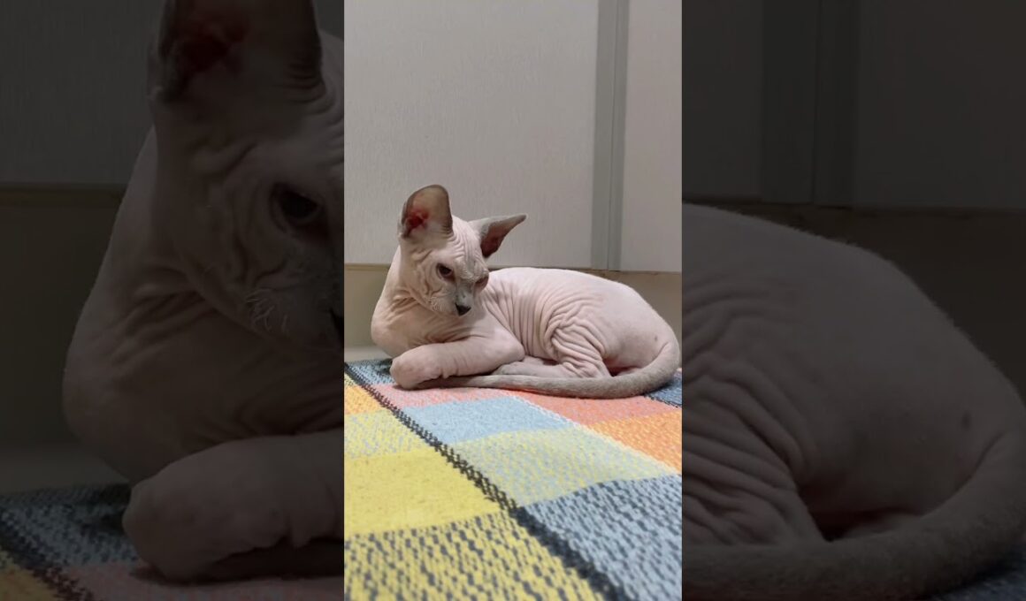 形状記憶しっぽ猫【スフィンクス猫】