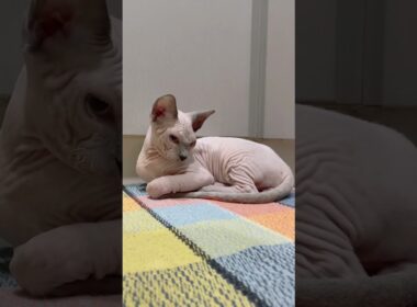 形状記憶しっぽ猫【スフィンクス猫】