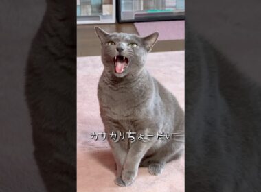 【ロシアンブルー】めろん〜必死に何かを訴えてる🫢カリカリ欲しいのかな🤔【猫】#shorts