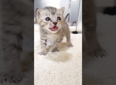 はっと気づいた赤ちゃん子猫がヨチヨチ歩きで兄妹の元へ【赤ちゃん猫　保護猫】